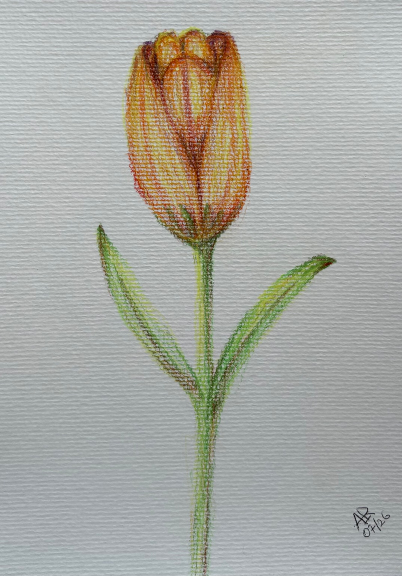Tulipán