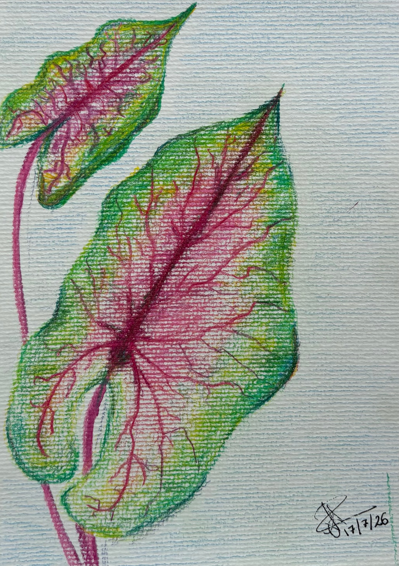 Caladium
